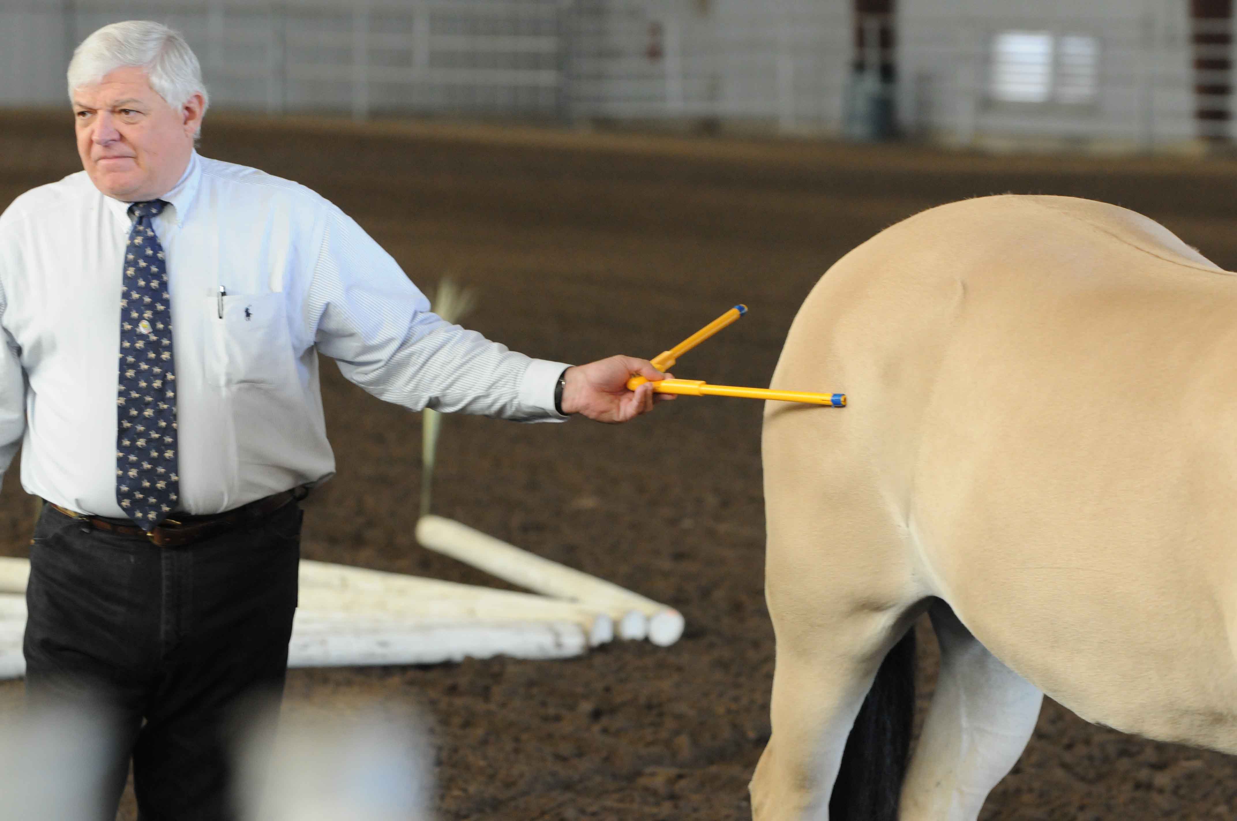 Horse Expert Safety Behavior Riding Instruction Trail Riding
